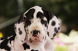 DOGUE ALLEMAND 220